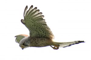 Kestrel Rainham Marshes Purfleet Essex