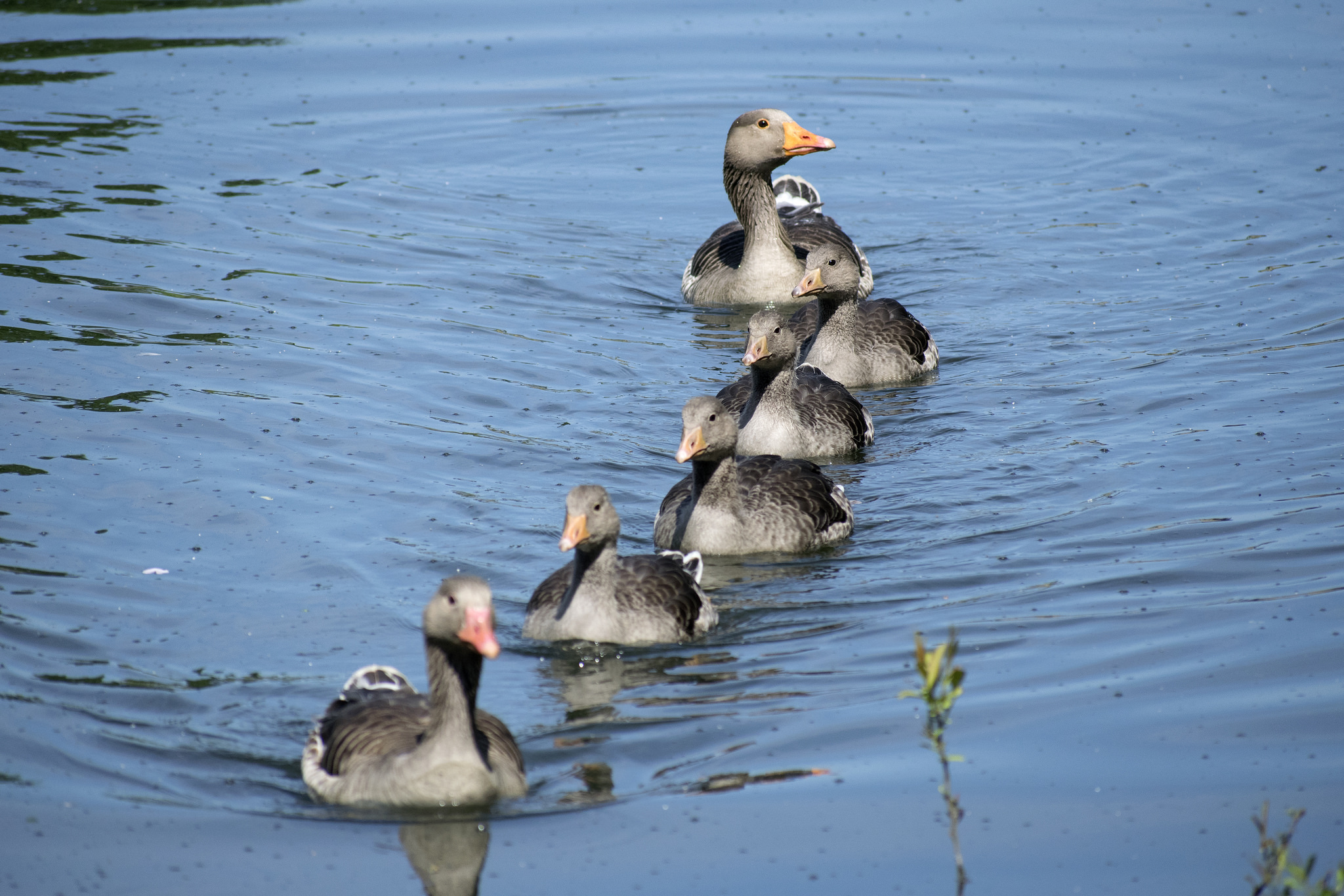 Walthamstow Wetlands Geese