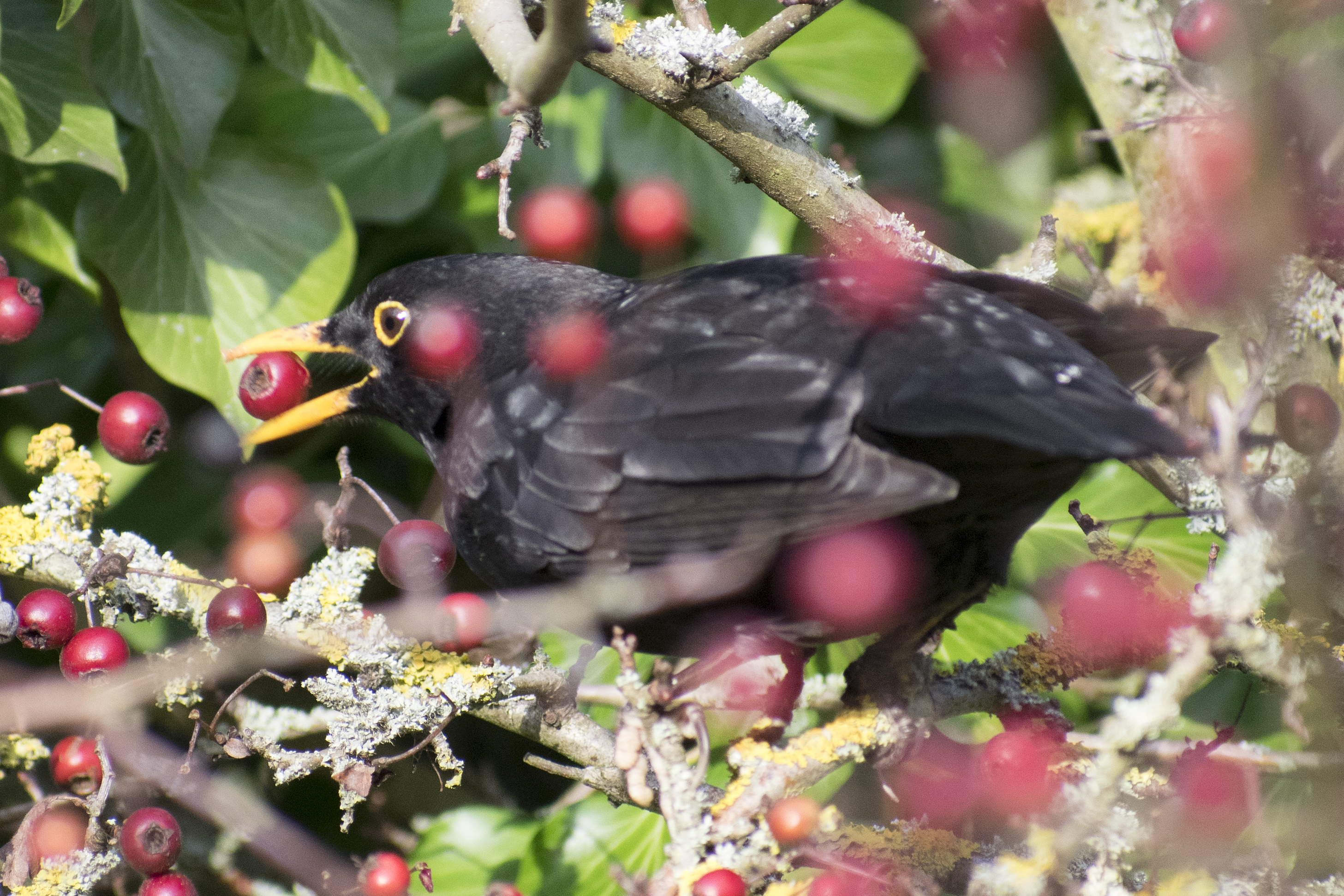 Blackbird Eating Berries At Christmas Rainham Marshes