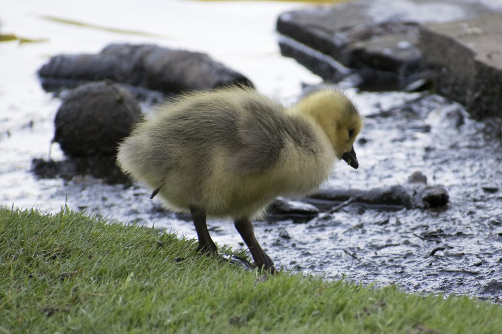 Canada Goose Chick Golders Hill Park