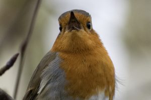 Robin Golders Hill Park RSPB Birdwatch