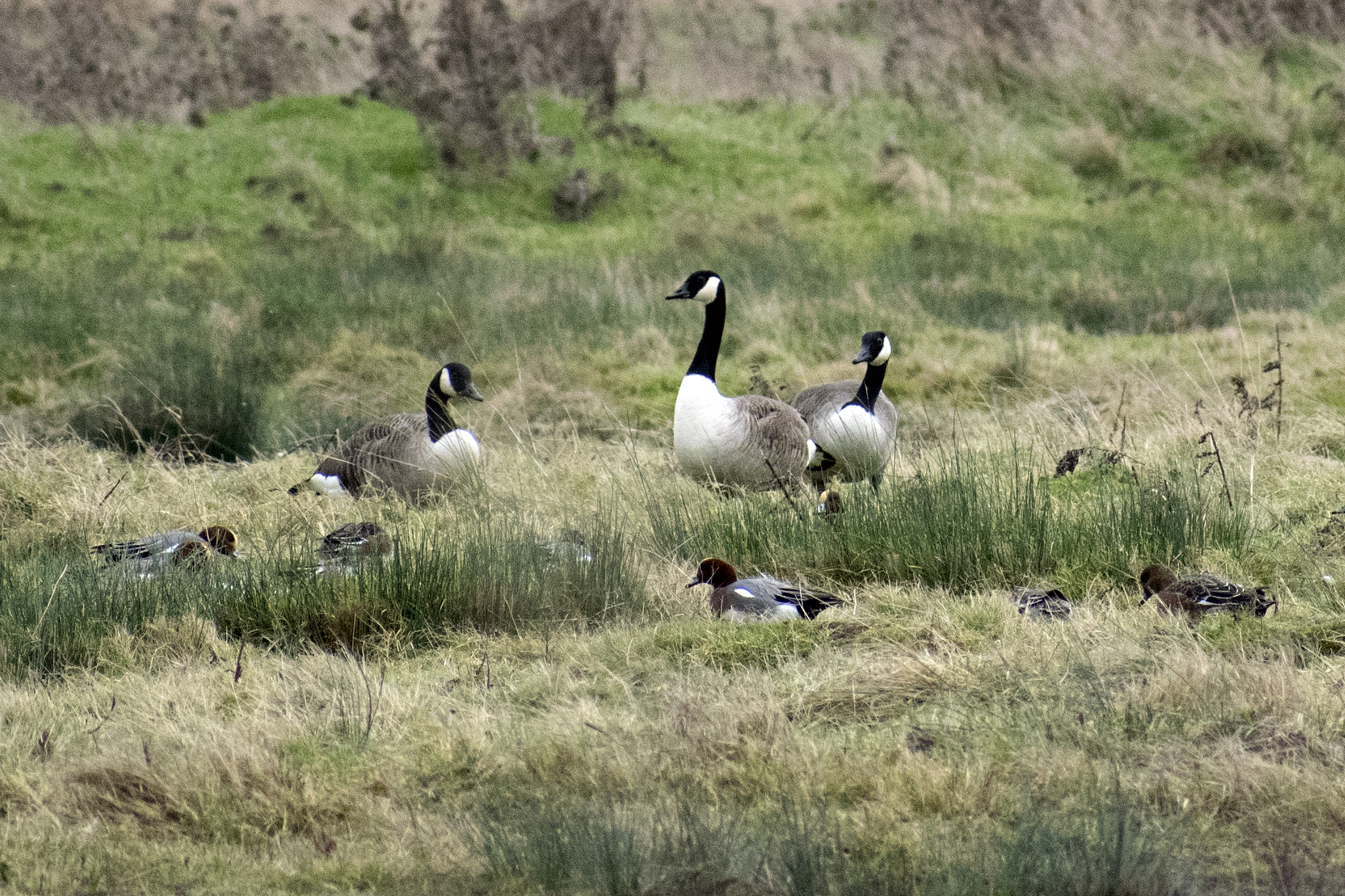Family Of Geese Rainham Marshes