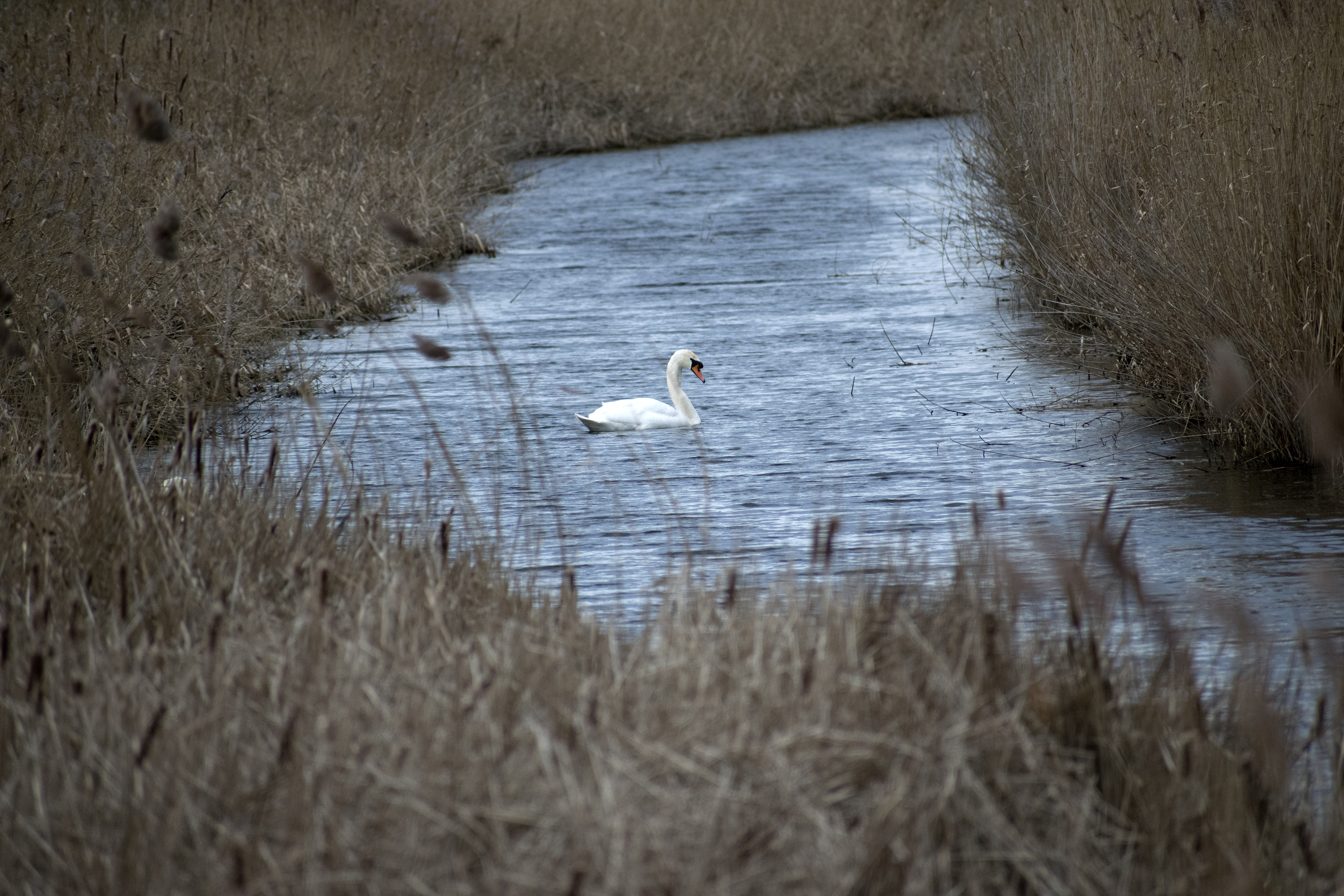 Swans In Rainham Marshes Reedbeds
