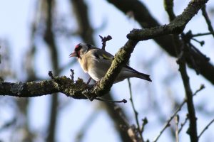 Goldfinch Hamstead Heath