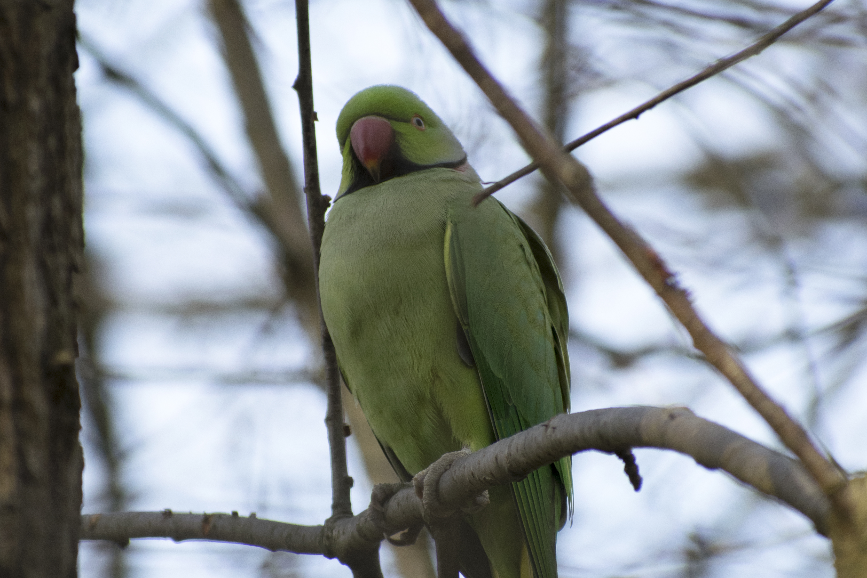 Green Ring Neck Parrot Hampstead Heath
