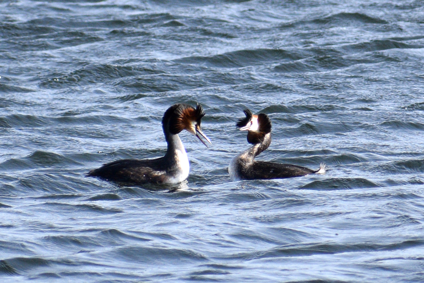 Great Crested Grebe Pair Courting Walthamstow Wetlands