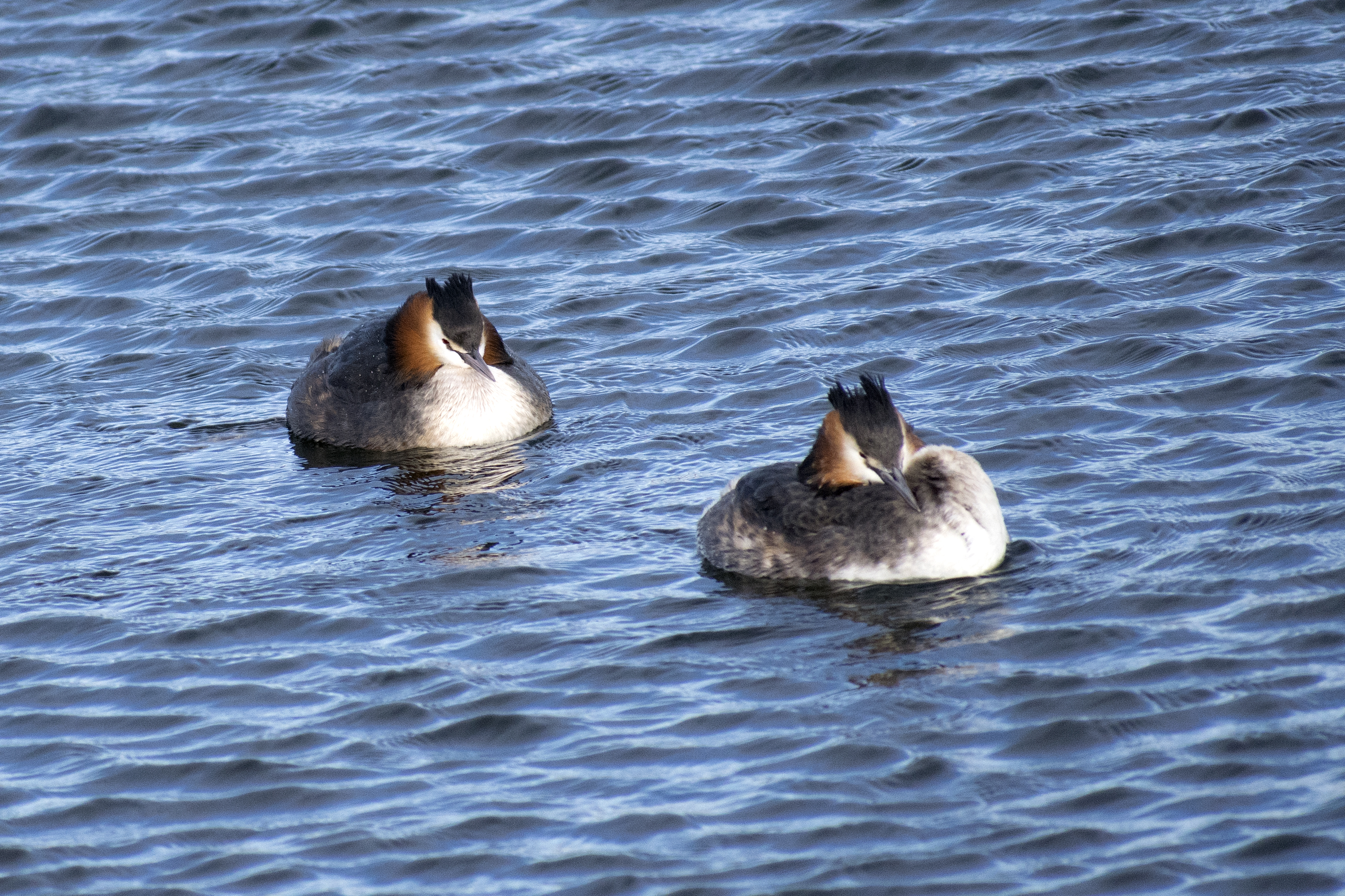Great Crested Grebe Windy Spring Day Walthamstow Wetlands