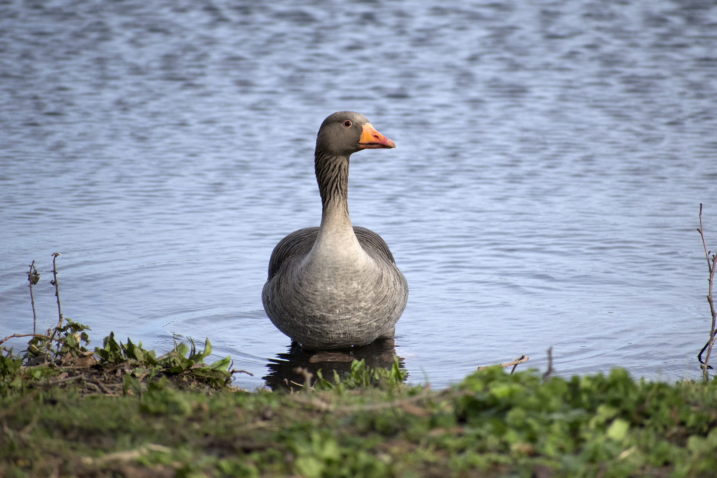Greylag Goose Walthamstow Wetlands