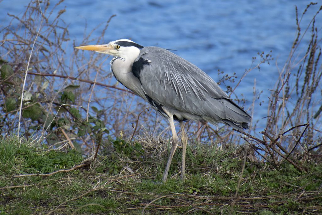 Heron, Walthamstow Wetlands